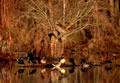 Southern Focus: 28