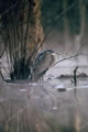 Southern Focus: GBH02