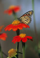 Monarch Butterfly