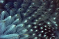 Southern Focus: THS03