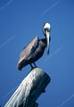 Southern Focus: Brownpelican