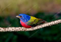 Southern Focus: Bunting