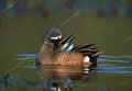 Southern Focus: Bwteal