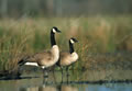 Southern Focus: Cgeese