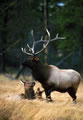 Southern Focus: Elk