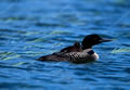 Southern Focus: Loon