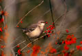 Southern Focus: Mockingbird