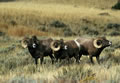 Southern Focus: Sheep001