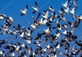 Snow Geese