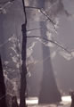 Southern Focus: Spiderwebfog